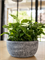 Кашпо Cas bowl (Nieuwkoop Europe) 31622 - фото 71226