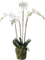 Орхидея Фаленопсис с землёй и мхом 90 (искусственная) Nieuwkoop Europe - фото 71935
