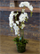 Орхидея Фаленопсис с землёй и мхом 145 (искусственная) Nieuwkoop Europe - фото 71936