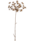 Ветка борщевика сухая (искусственная) Nieuwkoop Europe - фото 72037