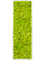 Картина из мха aluminum 100% reindeer moss 40/120/6 (spring green) - фото 72103