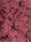 Стабилизированный мох Reindeer moss fuchsia (примерно. 0,45 m2) - фото 72125
