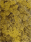 Стабилизированный мох Reindeer moss lemon yellow (примерно. 0,45 m2) - фото 72129