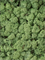 Стабилизированный мох Reindeer moss medium green (примерно. 0,45 m2) - фото 72133