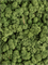 Стабилизированный мох Reindeer moss mossgreen (примерно. 0,45 m2) - фото 72135