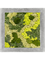 Картина из мха polystone raw grey 30% ball moss 70% reindeer moss mix) - фото 72170