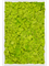 Картина из мха aluminum 100% reindeer moss 40/60/6 (spring green) - фото 72216