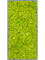Картина из мха mdf ral 7016 satin gloss 100% reindeer moss (spring green) - фото 72276