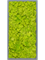 Картина из мха mdf ral 7016 satin gloss 100% reindeer moss (spring green) - фото 72278