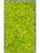 Картина из мха mdf ral 7016 satin gloss 100% reindeer moss (spring green) - фото 72279