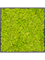 Картина из мха mdf ral 9005 satin gloss 100% reindeer moss (spring green - фото 72309