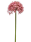 Ветка Аллиума розовая 62 (искусственная) Nieuwkoop Europe - фото 72375
