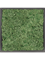 Картина из мха mdf ral 9005 satin gloss 100% reindeer moss green 40/40/6 (искусственная) Nieuwkoop Europe - фото 72418