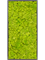 Картина из мха mdf ral 9005 satin gloss 100% reindeer moss spring green (искусственная) Nieuwkoop Europe - фото 72419