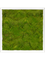 Картина из мха mdf ral 9010 satin gloss 100% flat moss (искусственная) Nieuwkoop Europe, 20055 20055 - фото 72434