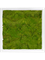 Картина из мха mdf ral 9010 satin gloss 100% flat moss (искусственная) Nieuwkoop Europe, 20055 20055 - фото 72435