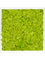 Картина из мха mdf ral 9010 satin gloss 100% reindeer moss spring green (искусственная) Nieuwkoop Europe, 20059 20059 - фото 72444