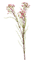 Хамелациум розовый (искусственный) Nieuwkoop Europe - фото 72522