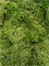 Стабилизированный мох Hairmoss forest green (4 windowкоробка = примерно 0,64 m2) - фото 72571