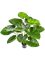 Алоказия Калидора куст (искусственная) Nieuwkoop Europe - фото 72610