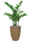Замиокулькас в горшке (искусственный) Nieuwkoop Europe 4170 - фото 73230