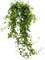 Плющ хедера хеликс питтсбург подвесной (Nieuwkoop Europe) - фото 73326