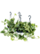 Сциндапсус (эпипремнум) пиктус подвесной (Nieuwkoop Europe) - фото 73328