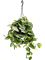 Сциндапсус (эпипремнум) пиктус сильвер энн подвесной (Nieuwkoop Europe) - фото 73329