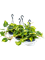 Филодендрон лазящий (сканденс) бразил подвесной (Nieuwkoop Europe) - фото 73334