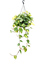 Филодендрон лазящий (сканденс) гранд бразил подвесной (Nieuwkoop Europe) - фото 73335