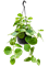Циссус круглолистый (ротундифолия) подвесной (Nieuwkoop Europe) - фото 73342