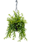 Эсхинантус джэфролепис подвесной (Nieuwkoop Europe) - фото 73344