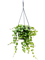 Эсхинантус пинк полька подвесной (Nieuwkoop Europe) - фото 73346