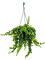Эсхинантус раста подвесной (Nieuwkoop Europe) - фото 73347