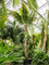 Кокосовая пальма 750/120 (кокос нуцифера) (Nieuwkoop Europe) - фото 73675