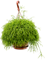 Рипсалис пустоплодный 50/21 (кассута) подвесной (Nieuwkoop Europe) - фото 73792