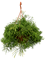 Рипсалис шишковатый (клавата) подвесной (Nieuwkoop Europe) - фото 73798