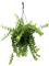 Эсхинантус "Твистер" подвесной 35/15 см (Nieuwkoop Europe) - фото 73973