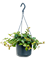Пеперомия Ангулата подвесная 25/15 см (Nieuwkoop Europe) - фото 74010