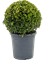 Самшит вечнозелёный шар 45/23 см (Nieuwkoop Europe) - фото 74028