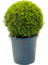 Самшит вечнозелёный шар 55/26 см (Nieuwkoop Europe) - фото 74029
