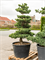 Сосна японская белая (Парвифлора) бонсай 200/85 см (Nieuwkoop Europe) - фото 74059