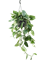 Монстера karstenianum подвесная (Nieuwkoop Europe) - фото 74278