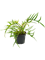 Филодендрон 'polypodioides tortum' 6/tray 12/25 см (Nieuwkoop Europe) 22155 - фото 74749