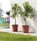 Горшок HYDRAL Self Watering  (Teraplast) 3369 - фото 76929