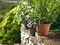 Горшок Campana classic (Teraplast) 17594 - фото 76948