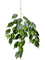 Фикус экзотика ветка (искусственная) Nieuwkoop Europe - фото 77471