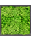 Картина из мха mdf ral 9005 satin gloss 100% reindeer moss (light grass green) искусственная Nieuwkoop Europe - фото 77530