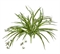 Хлорофитум бело-зелёный куст с ростками (искусственный) Treez Collection - фото 8270