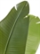Стрелиция New Style (Sensitive Botanic) искусственная Treez Collection 33019 - фото 87101